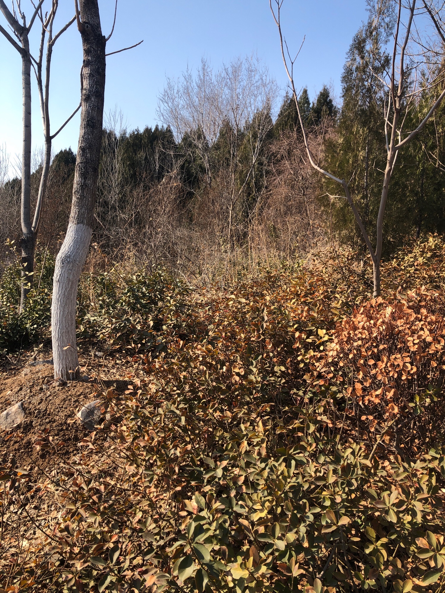 将山山地森林公园旅行图片 3