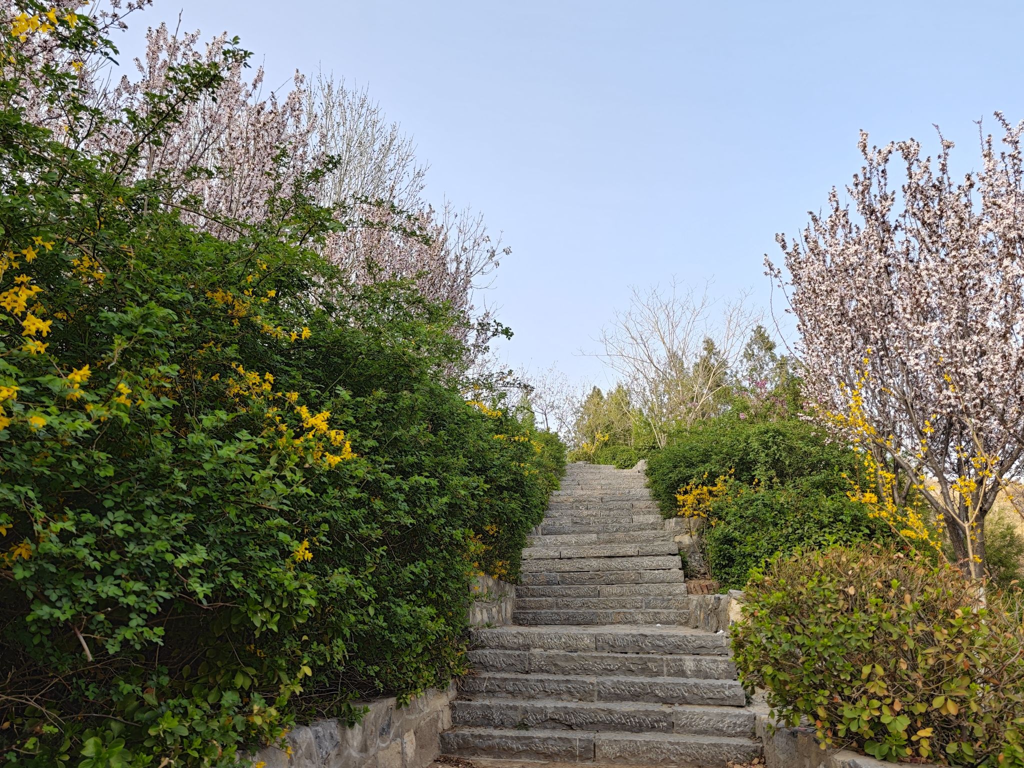 将山山地森林公园旅行图片 2