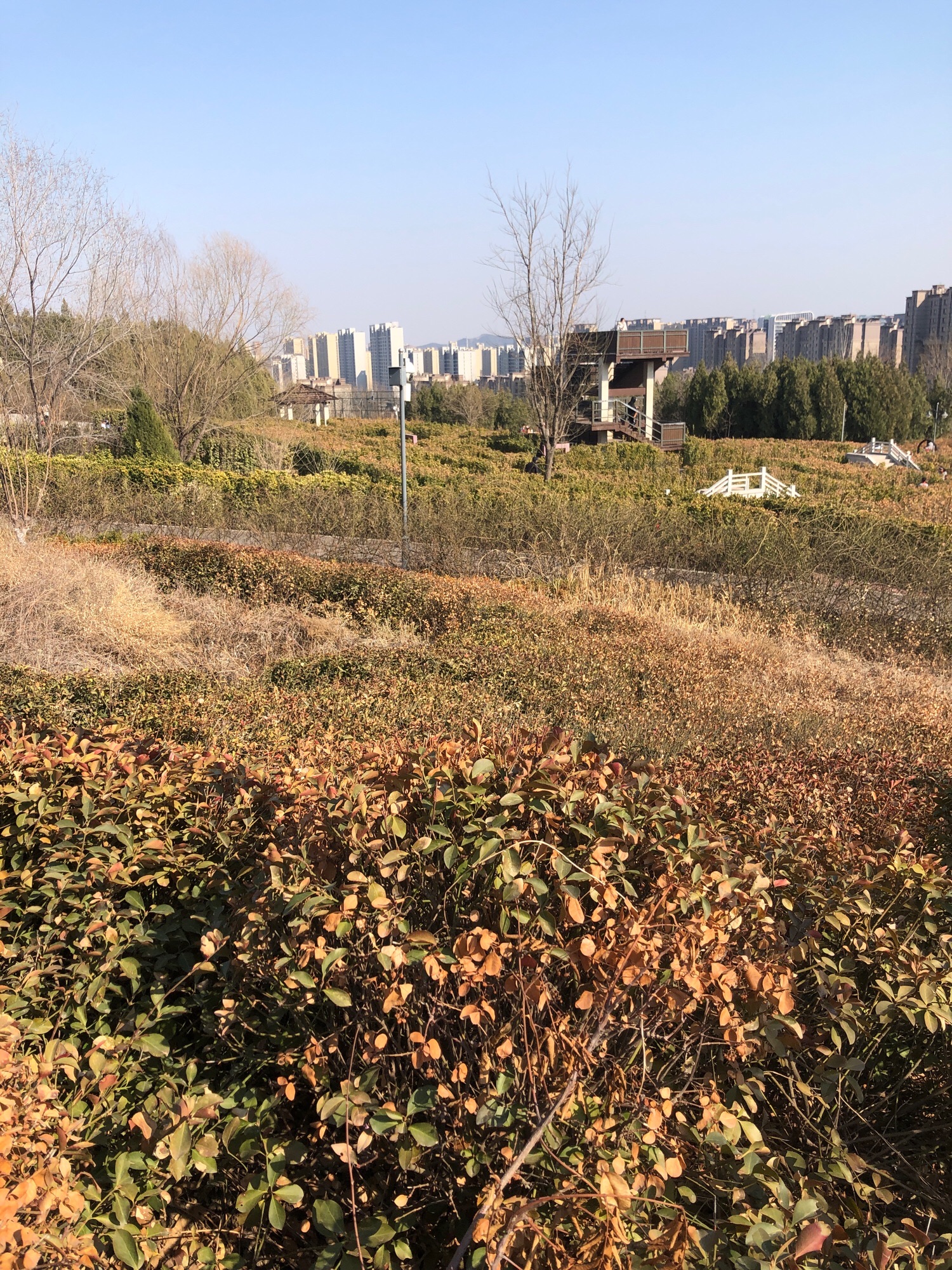将山山地森林公园旅行图片 1