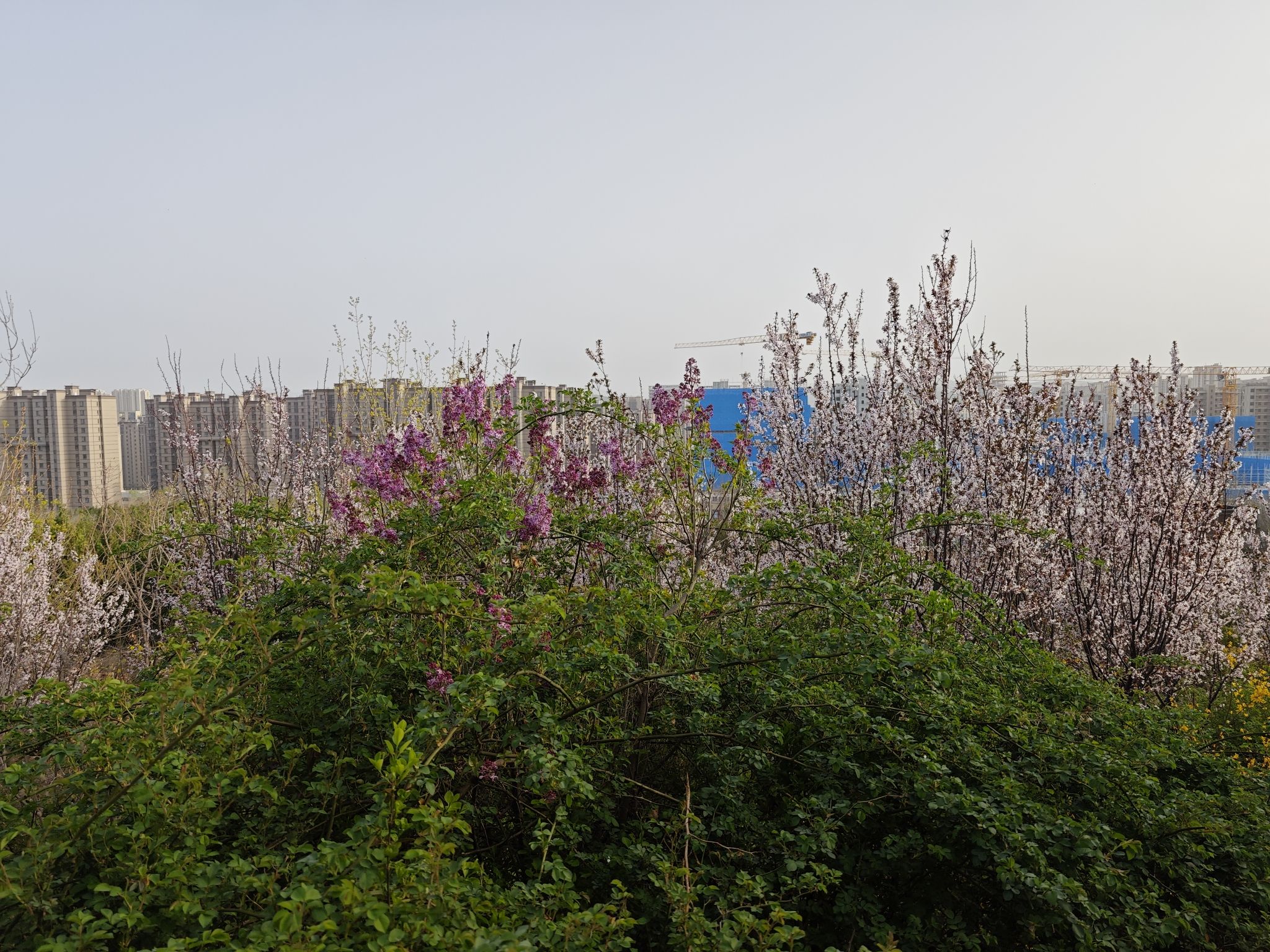 将山山地森林公园旅行图片 1