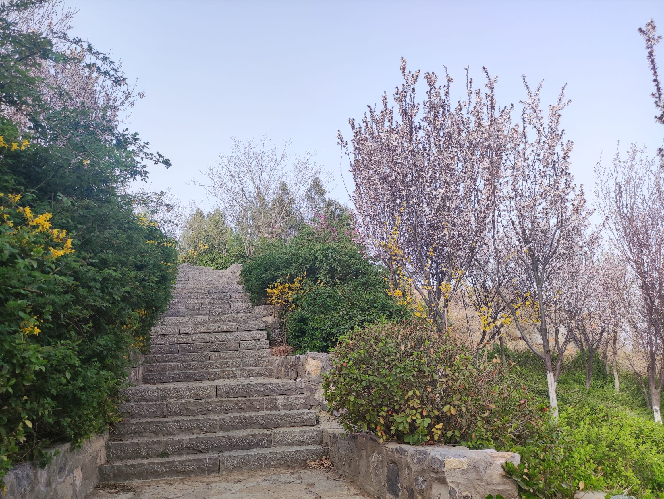 将山山地森林公园旅行图片 2