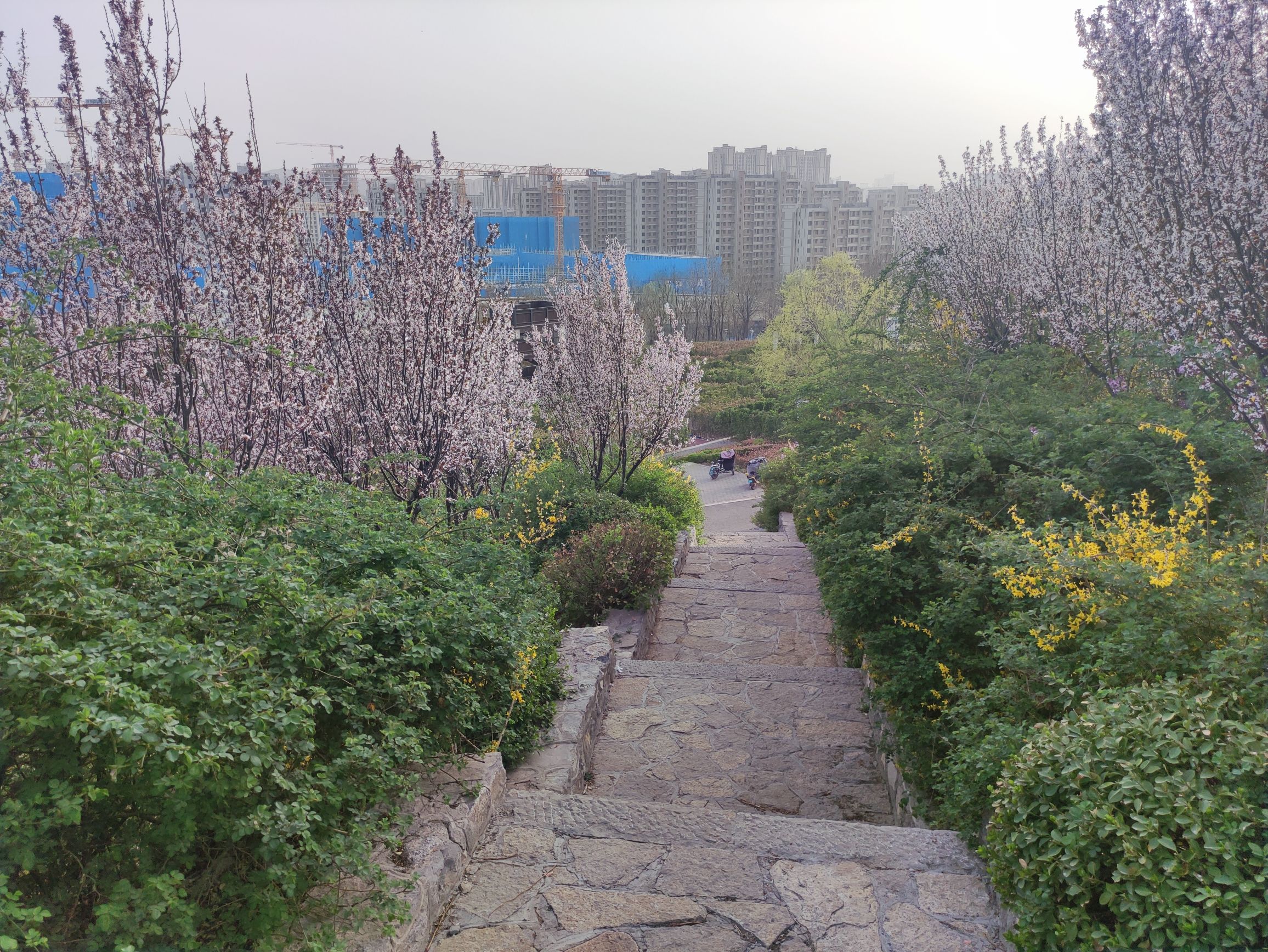 将山山地森林公园旅行图片 3
