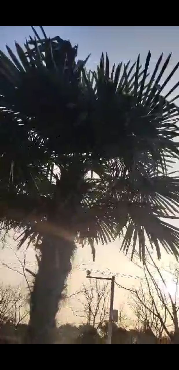 川沙绿地公园旅行图片 1