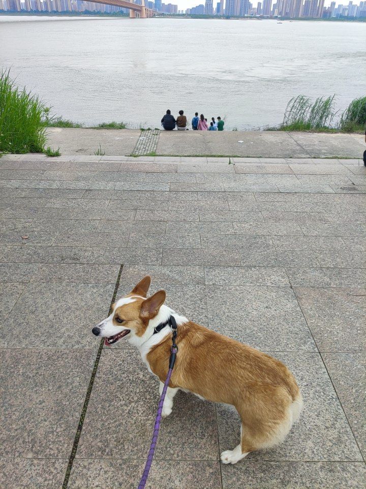 杨泗港大桥江滩公园旅行图片 3