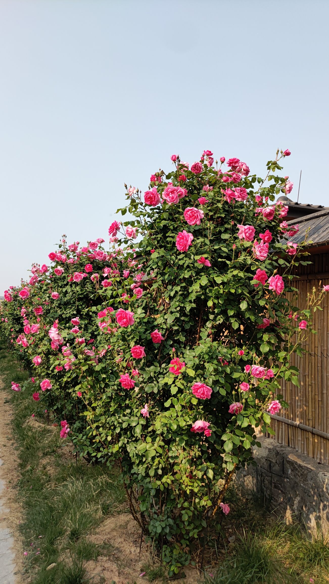 赛石玫瑰园旅行图片 2