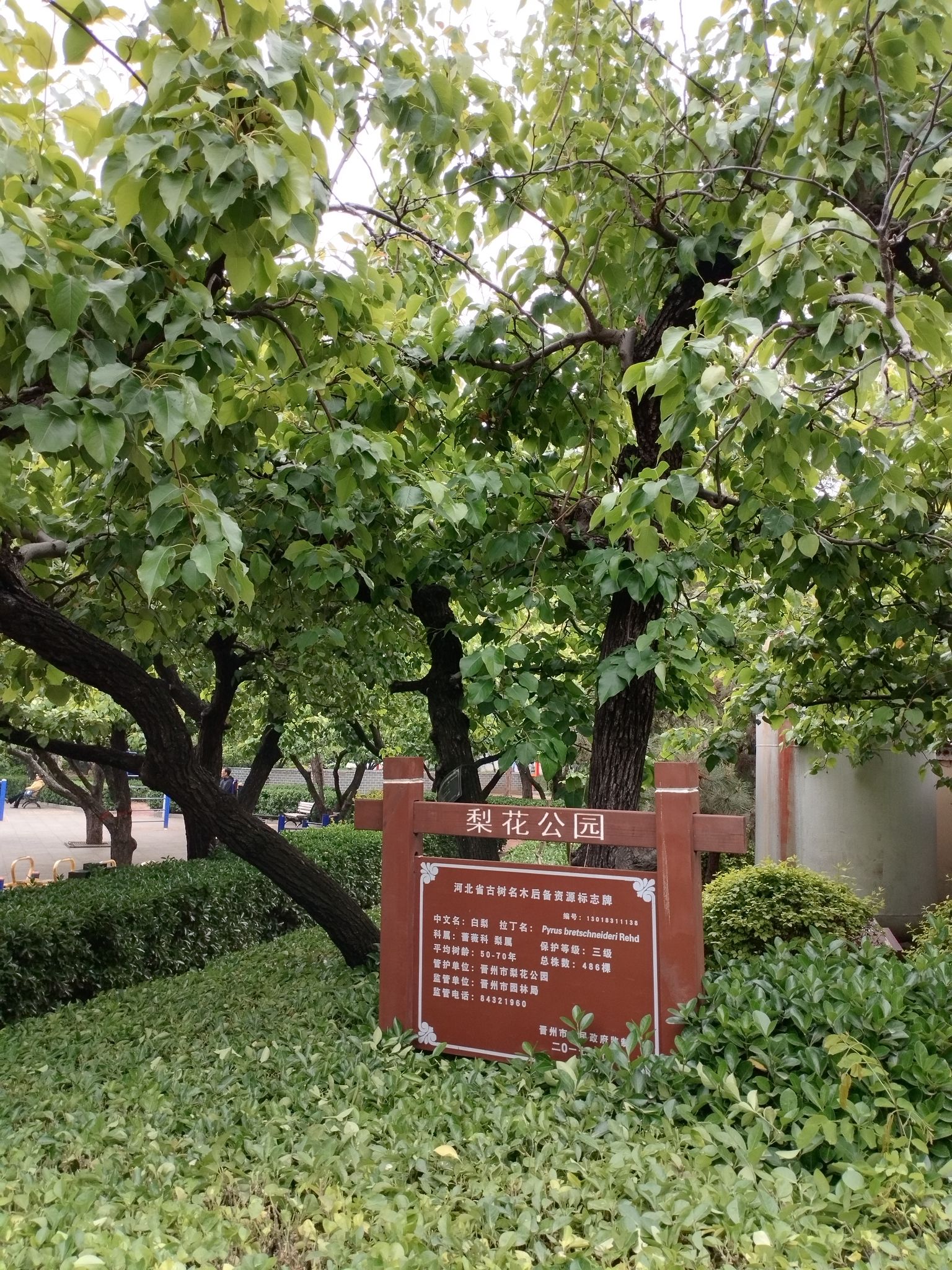 梨花公园旅行图片 2