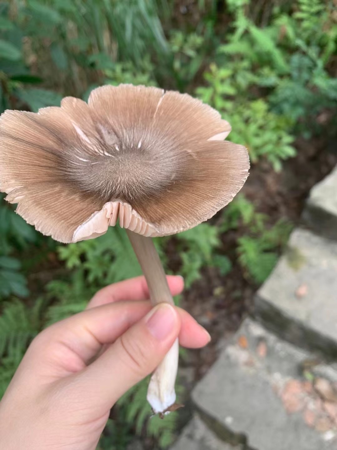 南山茶马文化公园旅行图片 3