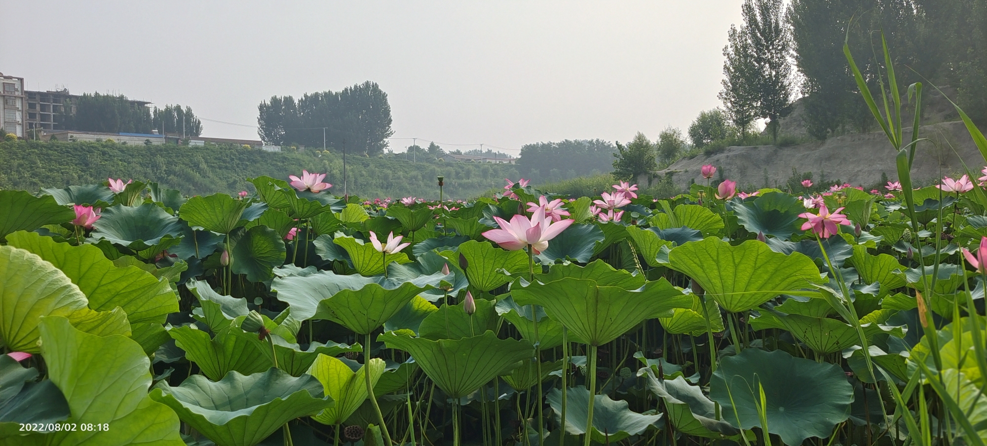 雄安迎曦湖公园旅行图片 3