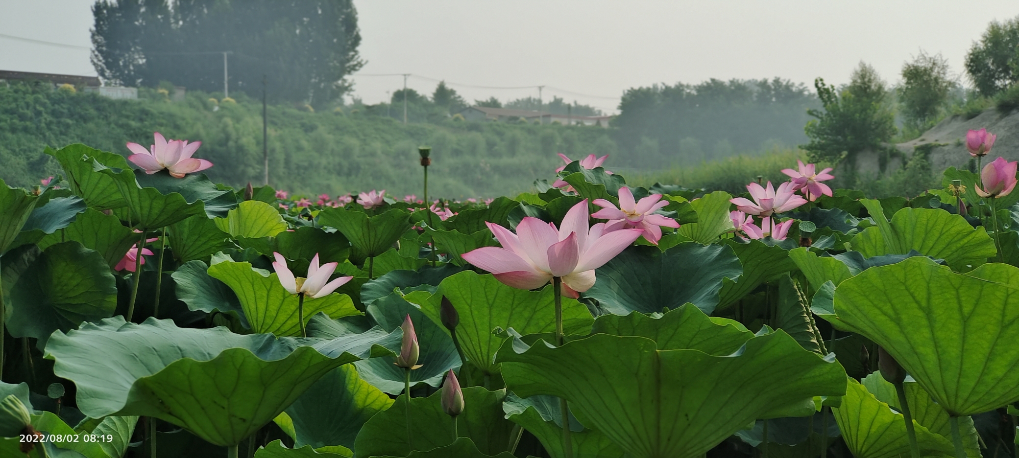 雄安迎曦湖公园旅行图片 2