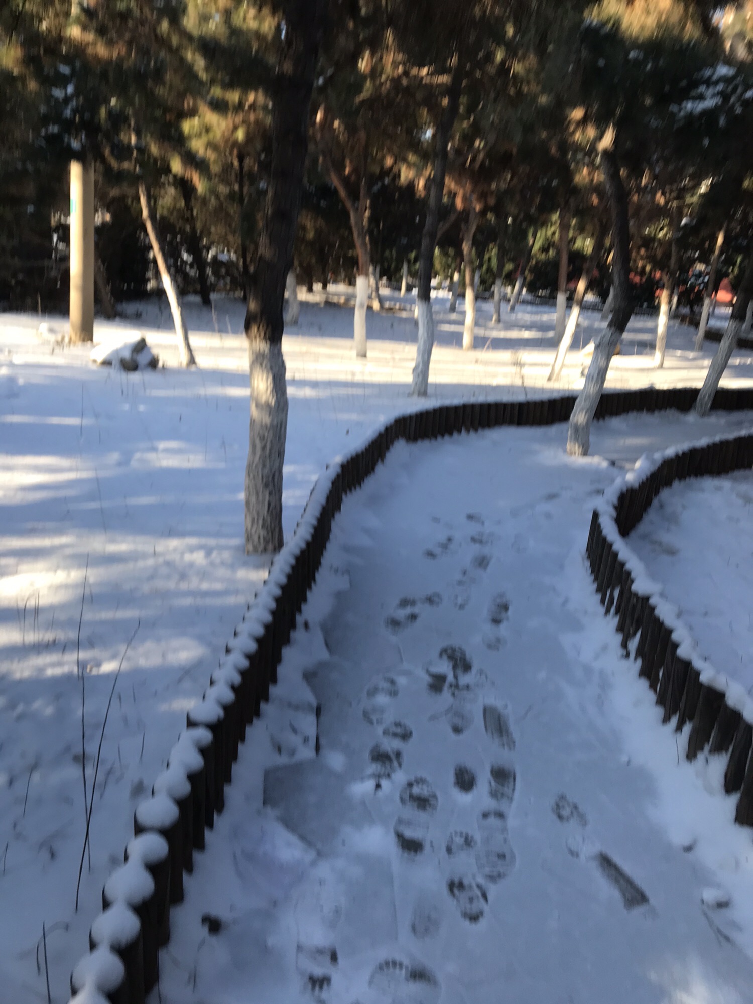松林广场旅行图片 1