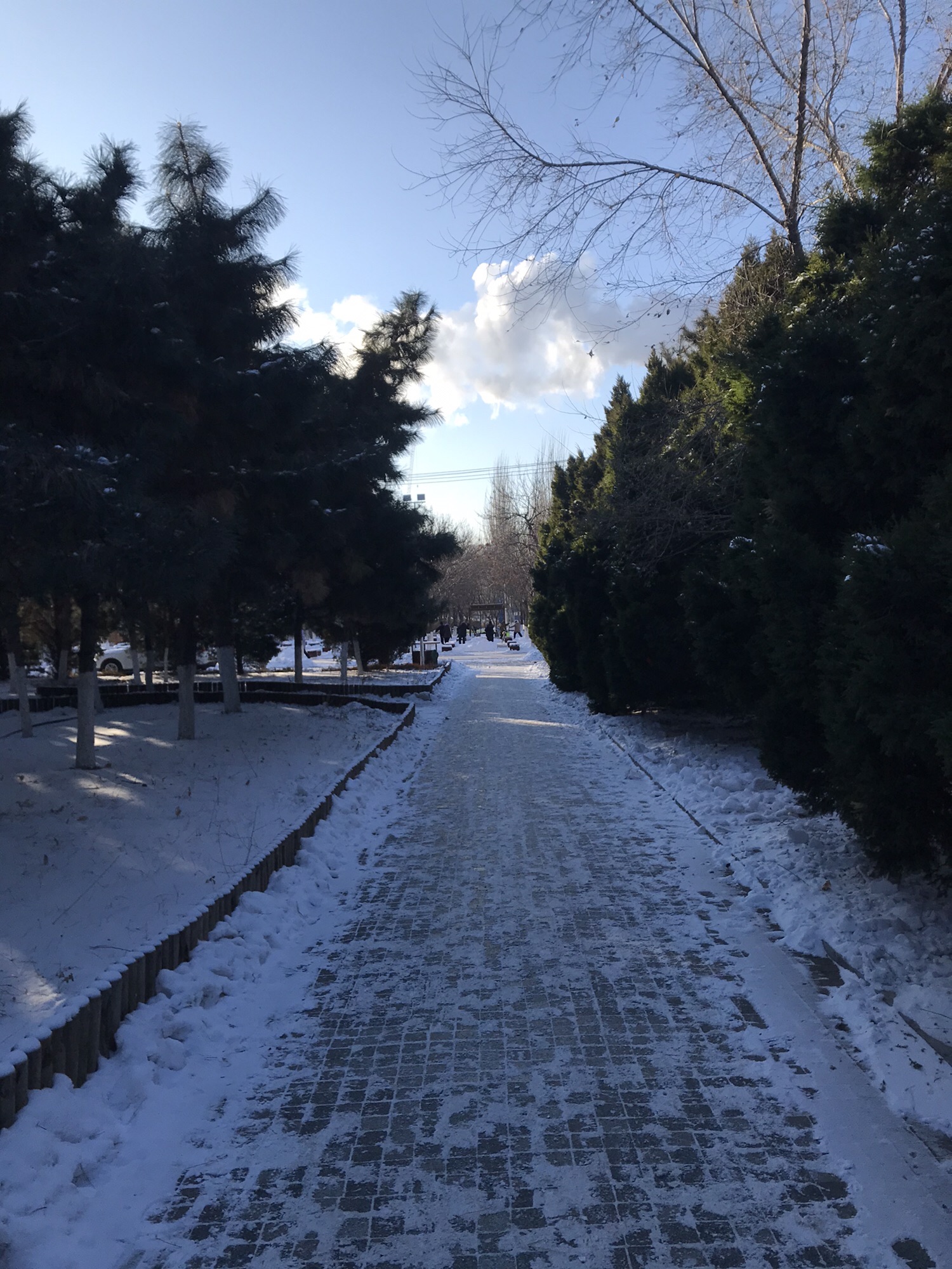 松林广场旅行图片 2
