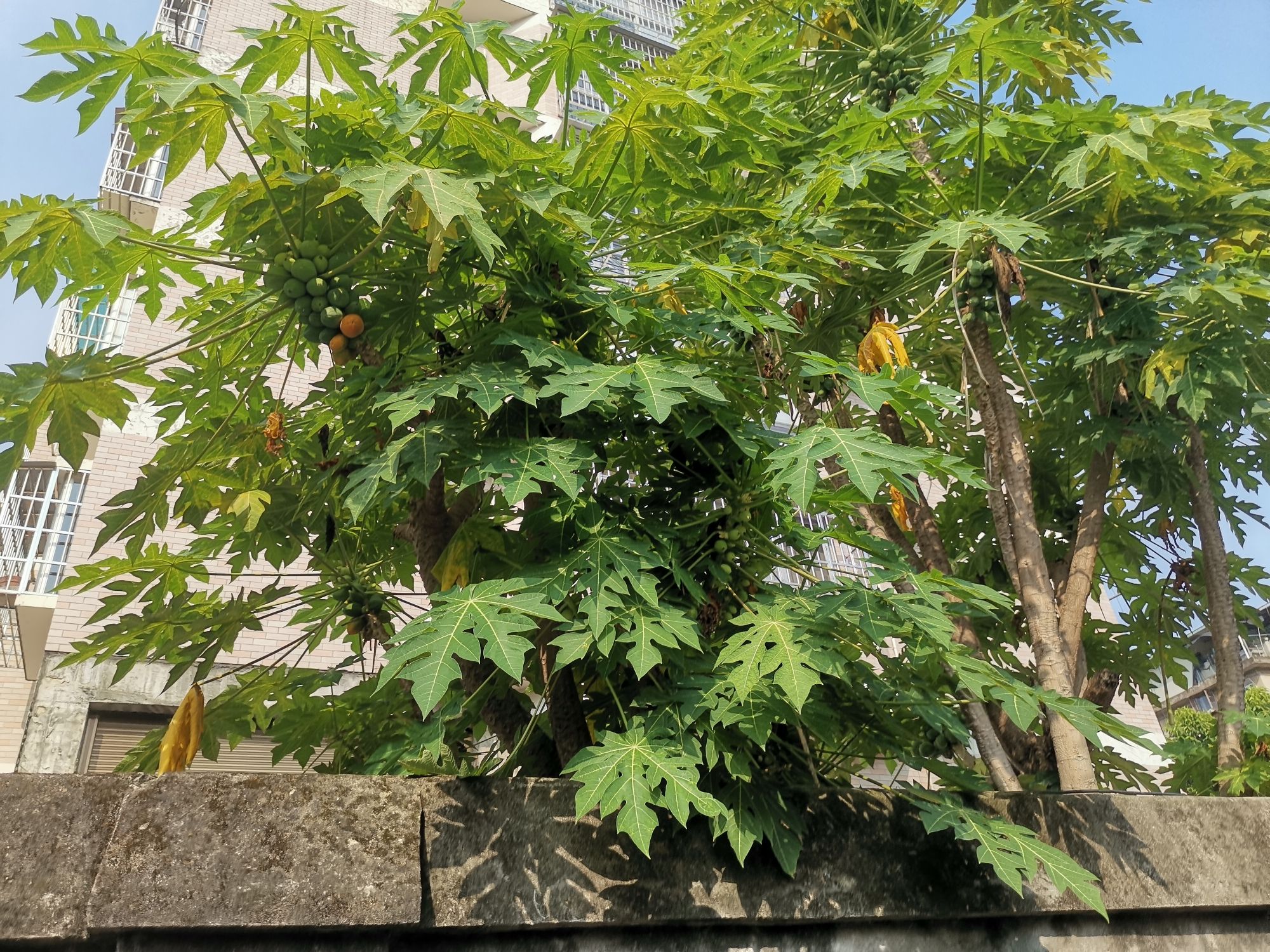 阳头历史文化街区旅行图片 1