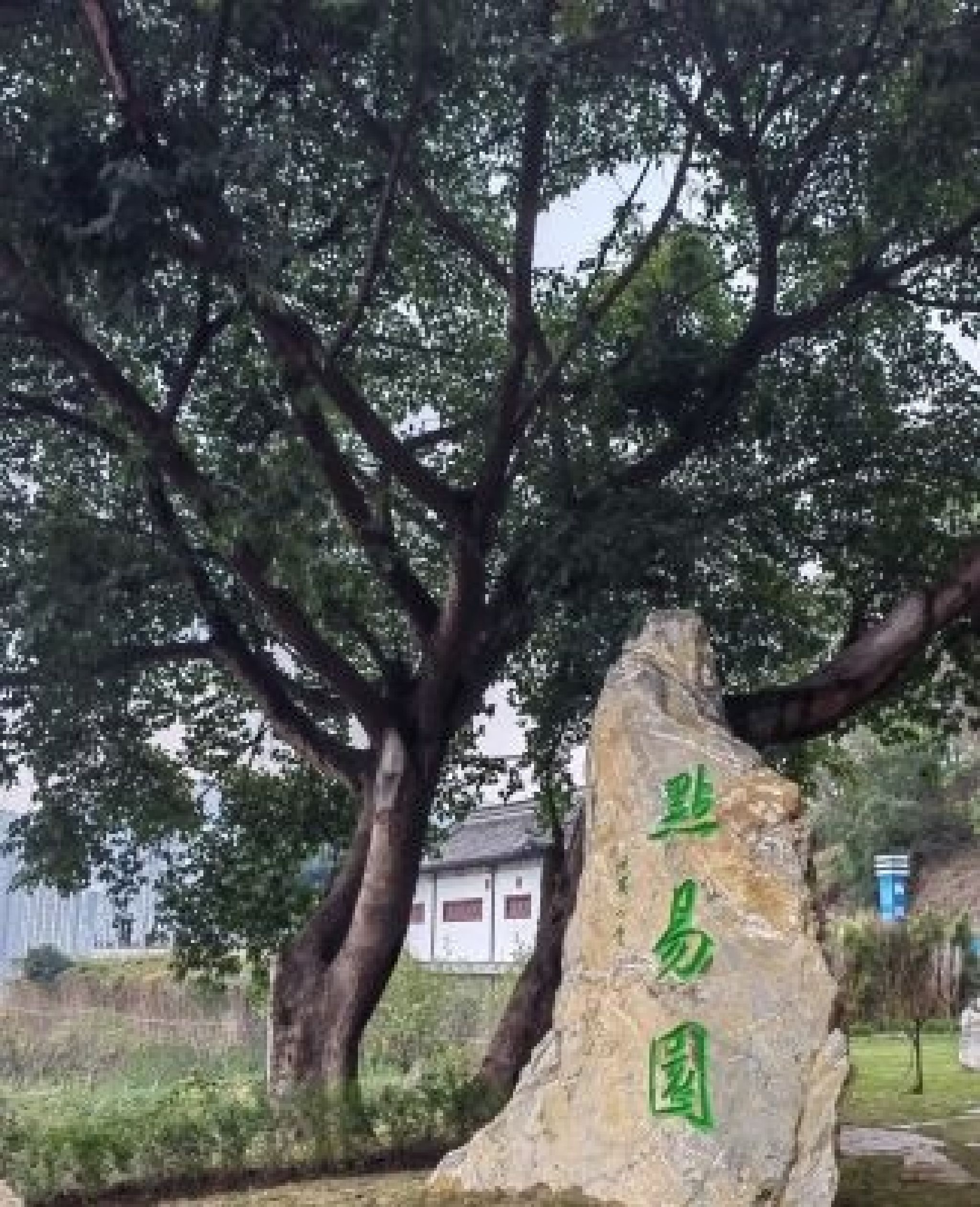 点易园旅行图片 1
