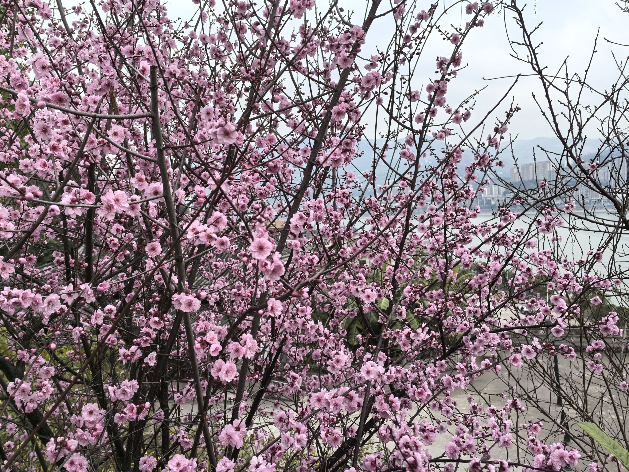 点易园旅行图片 3
