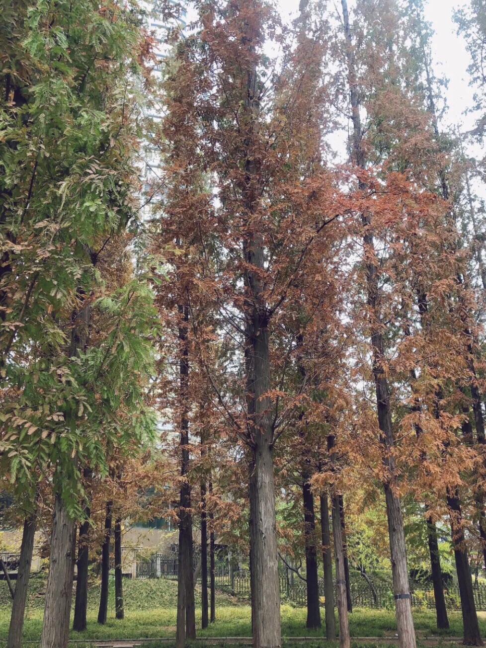 北大营街角公园旅行图片 3