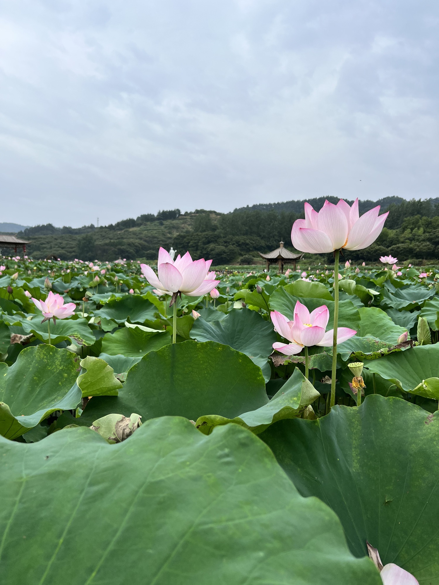 文翁研学旅游小镇旅行图片 2