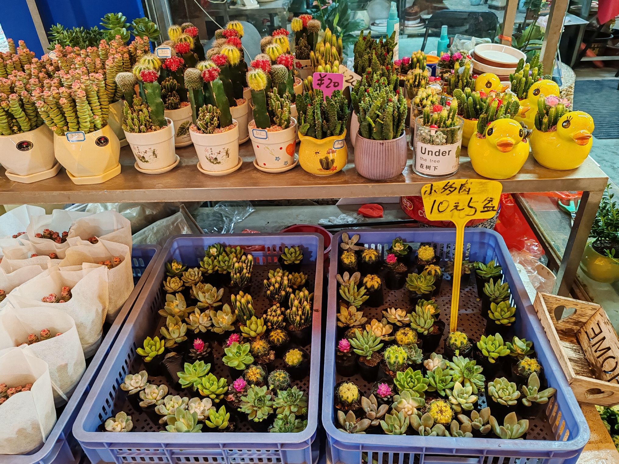 宏源发花卉市场(宏源发花卉苗木产业园店)