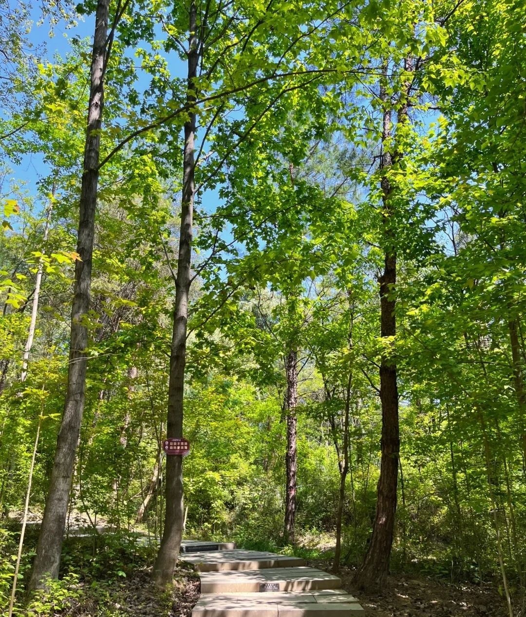 黑石坡森林公园旅行图片 3