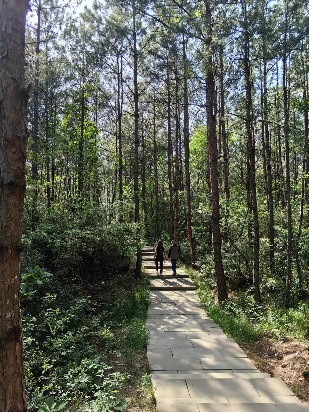 黑石坡森林公园旅行图片 2