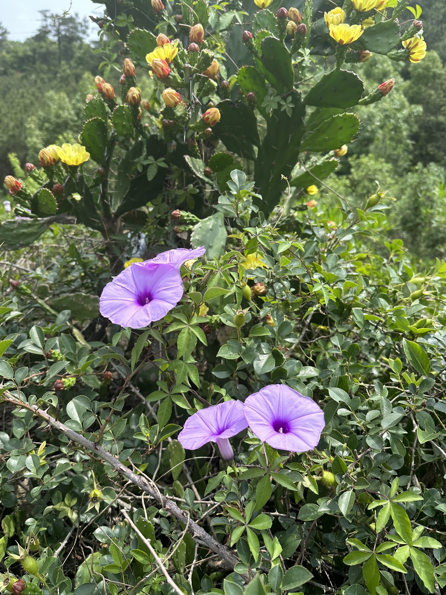 和美桥旅行图片 2