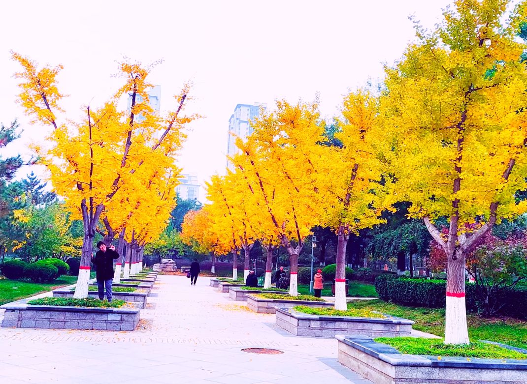 辛中公园旅行图片 1
