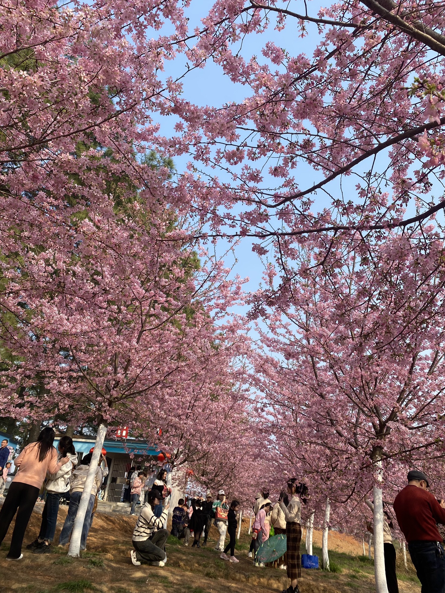 芜湖樱花文化园旅行图片 3