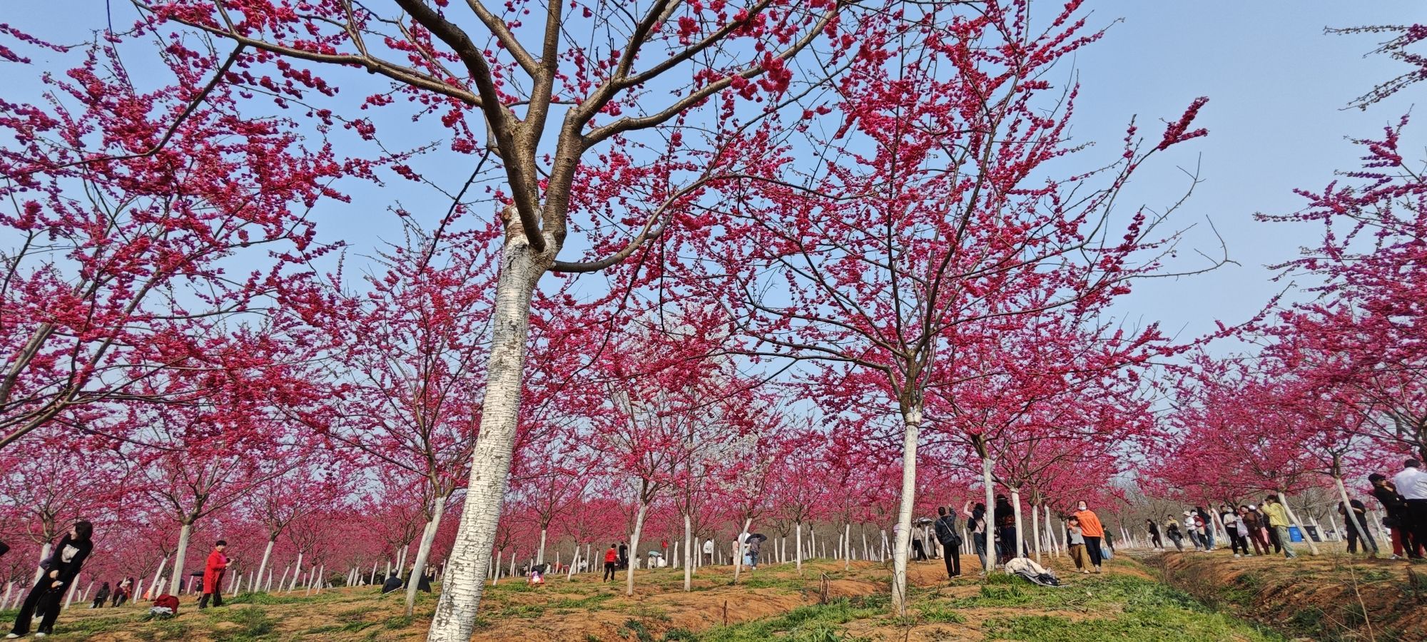 芜湖樱花文化园旅行图片 1