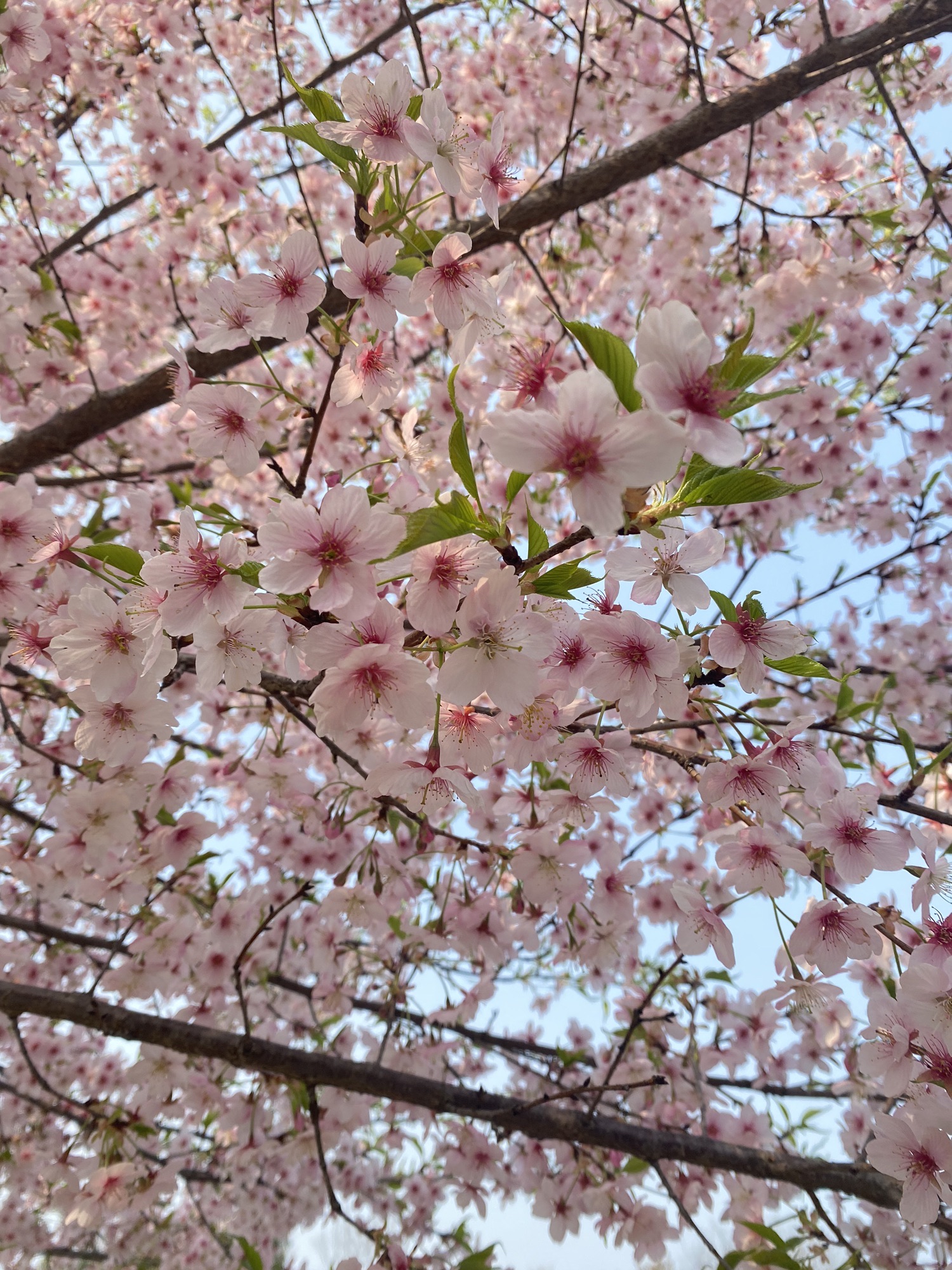 芜湖樱花文化园旅行图片 1