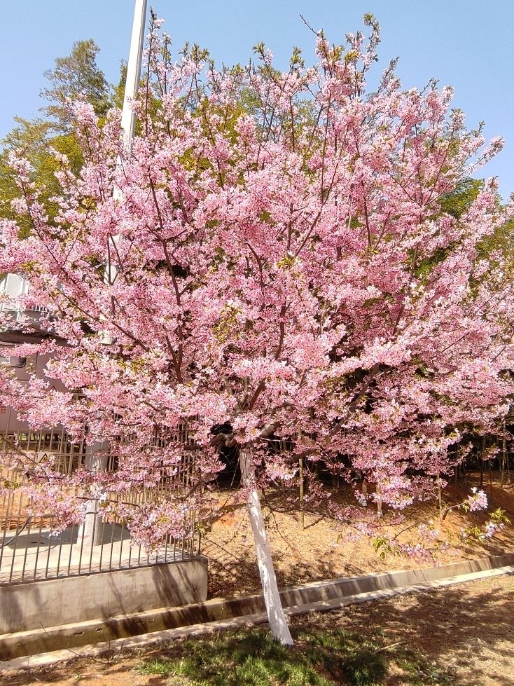 芜湖樱花文化园旅行图片 1