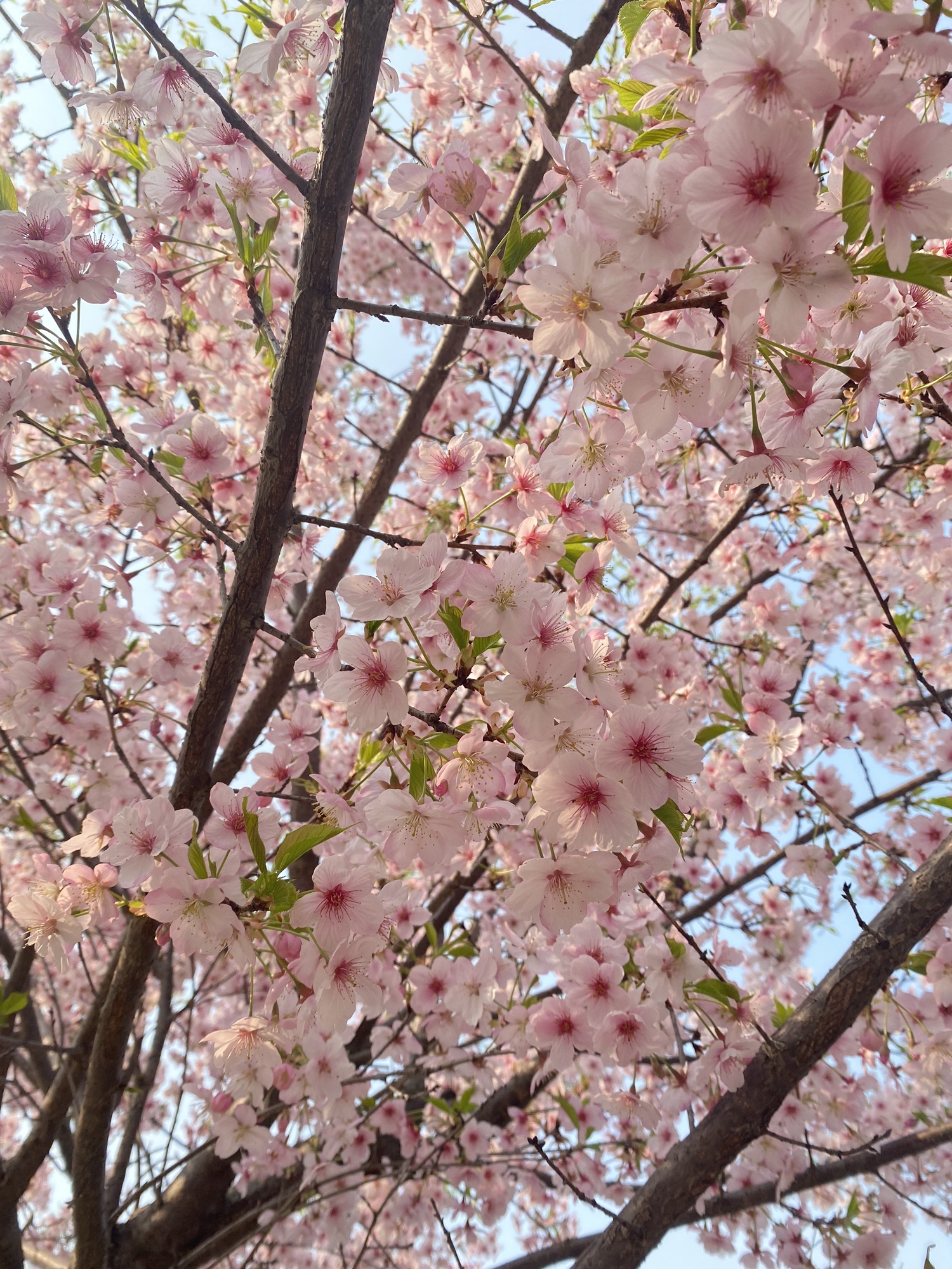 芜湖樱花文化园旅行图片 2