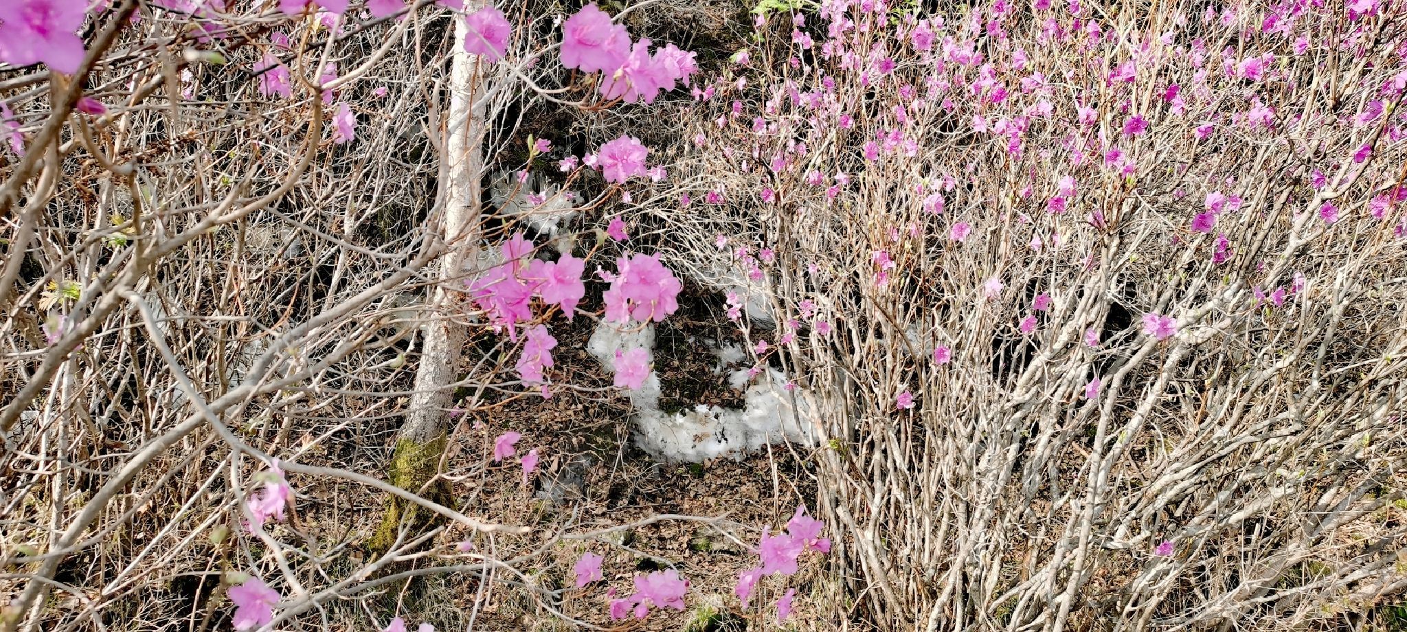 映山红地质奇观公园旅行图片 1