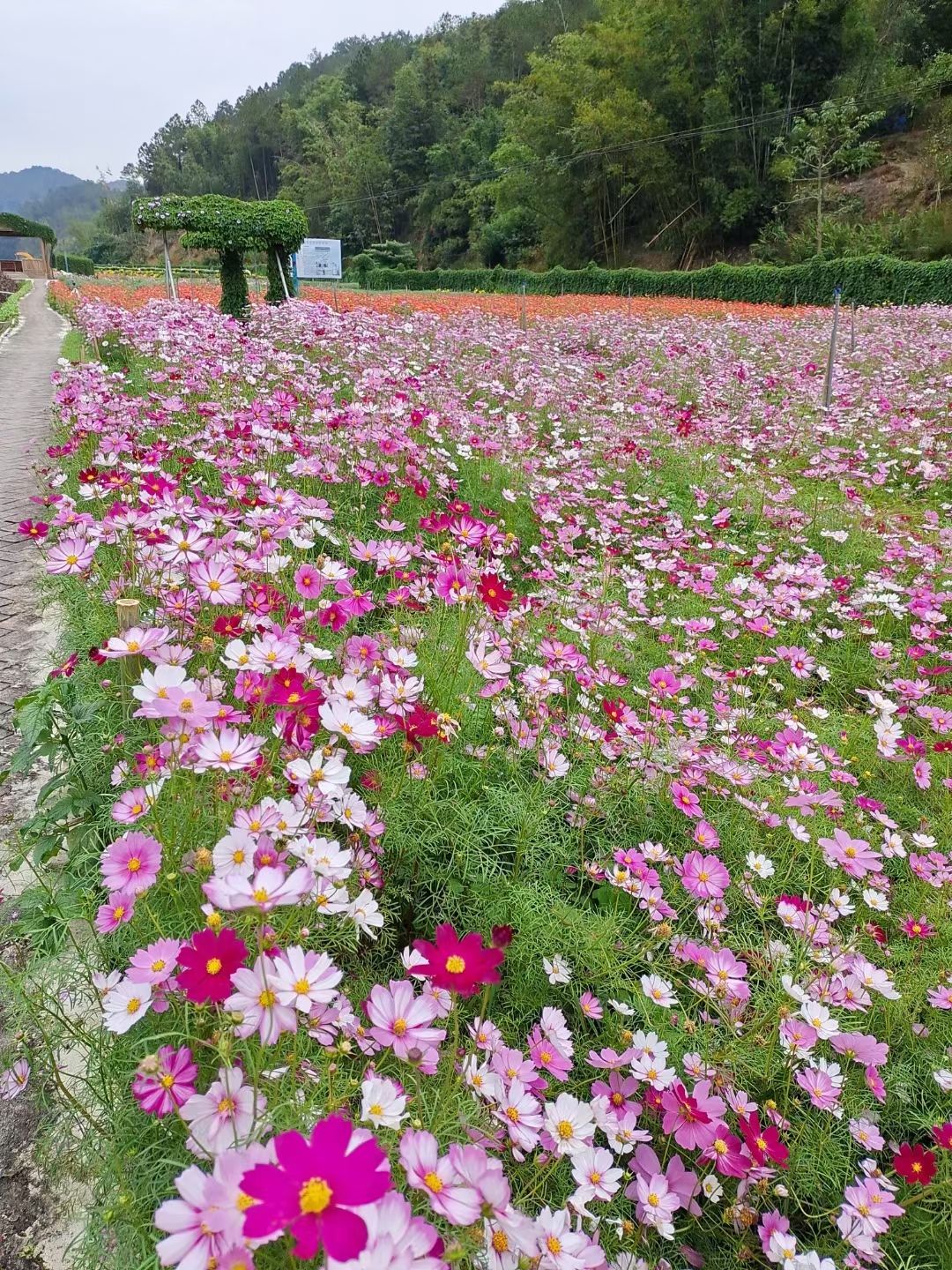 河台黄金菊景区旅行图片 2