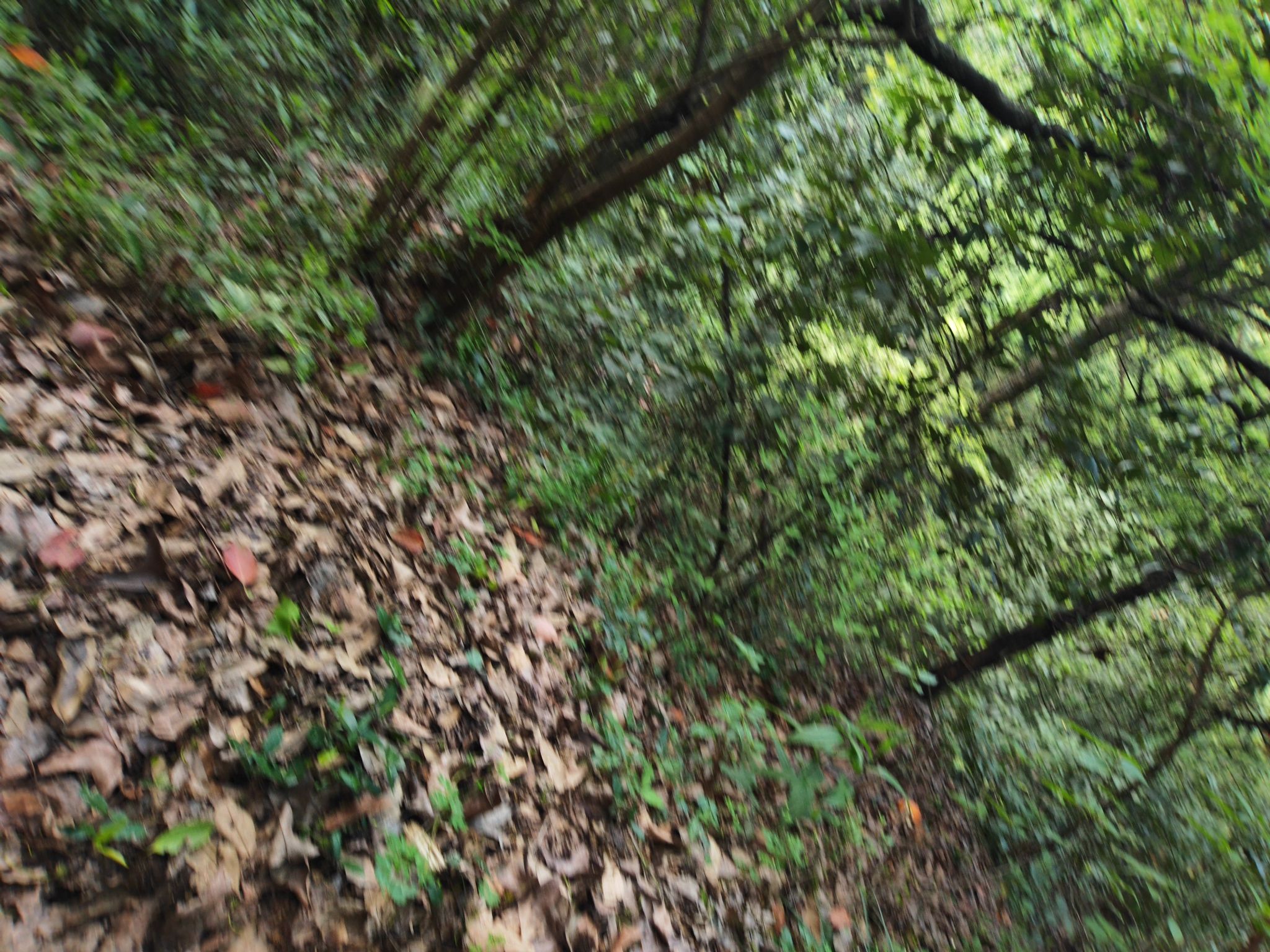 峡川镇隐柿东坪景区旅行图片 1