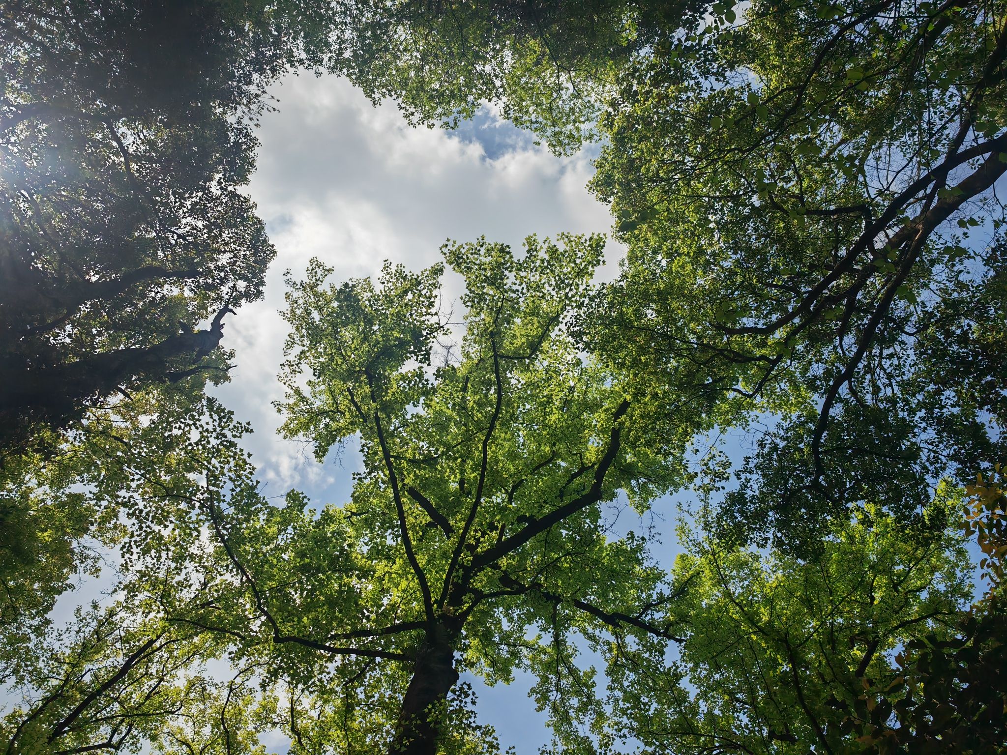 峡川镇隐柿东坪景区旅行图片