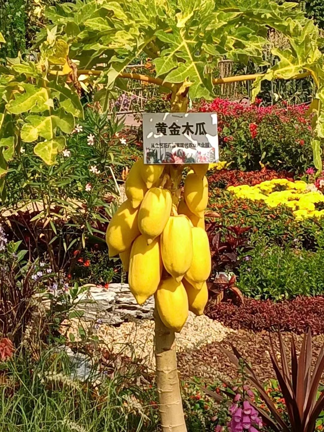 天河智慧农业公园旅行图片 1