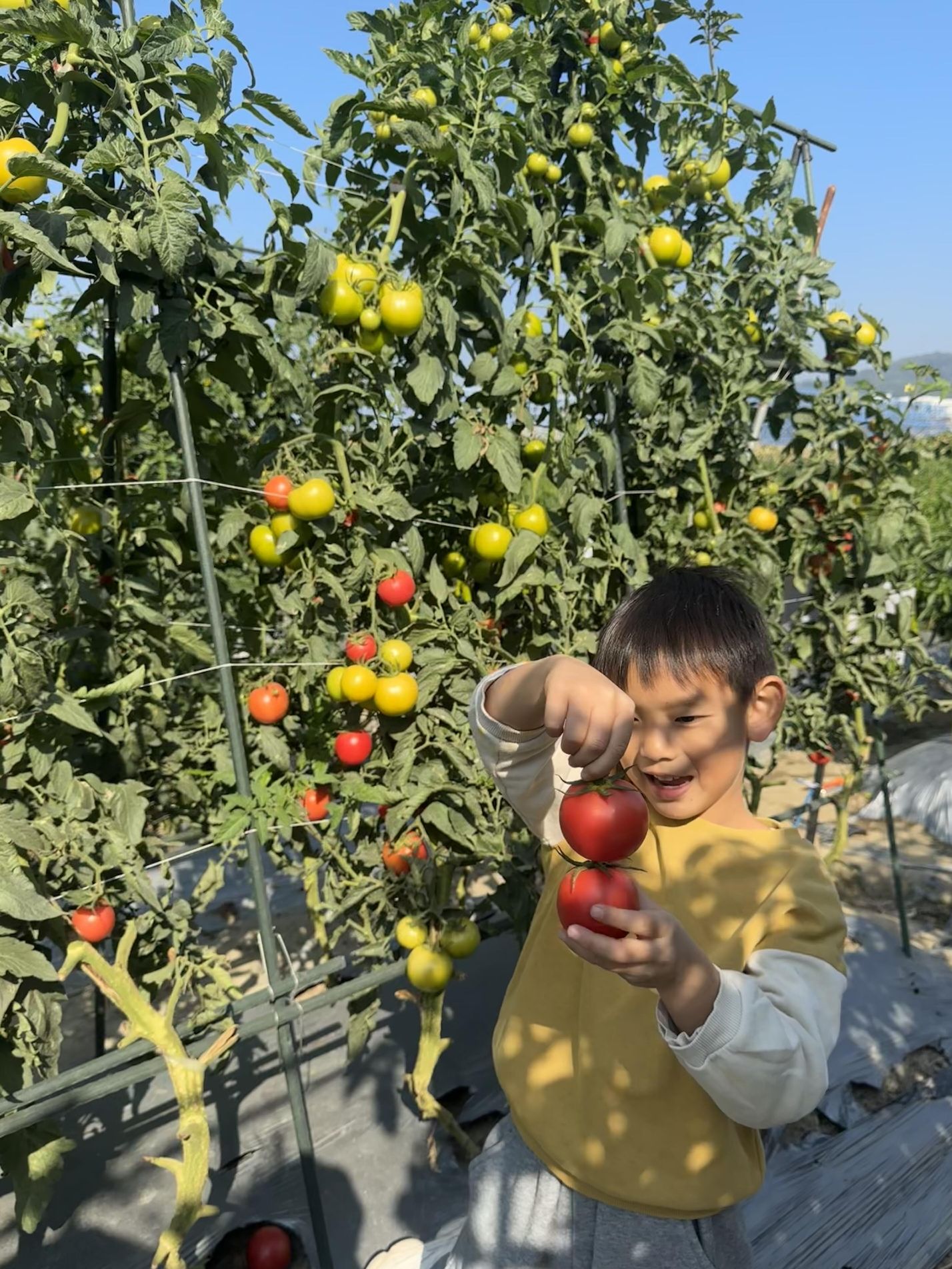 天河智慧农业公园旅行图片 3