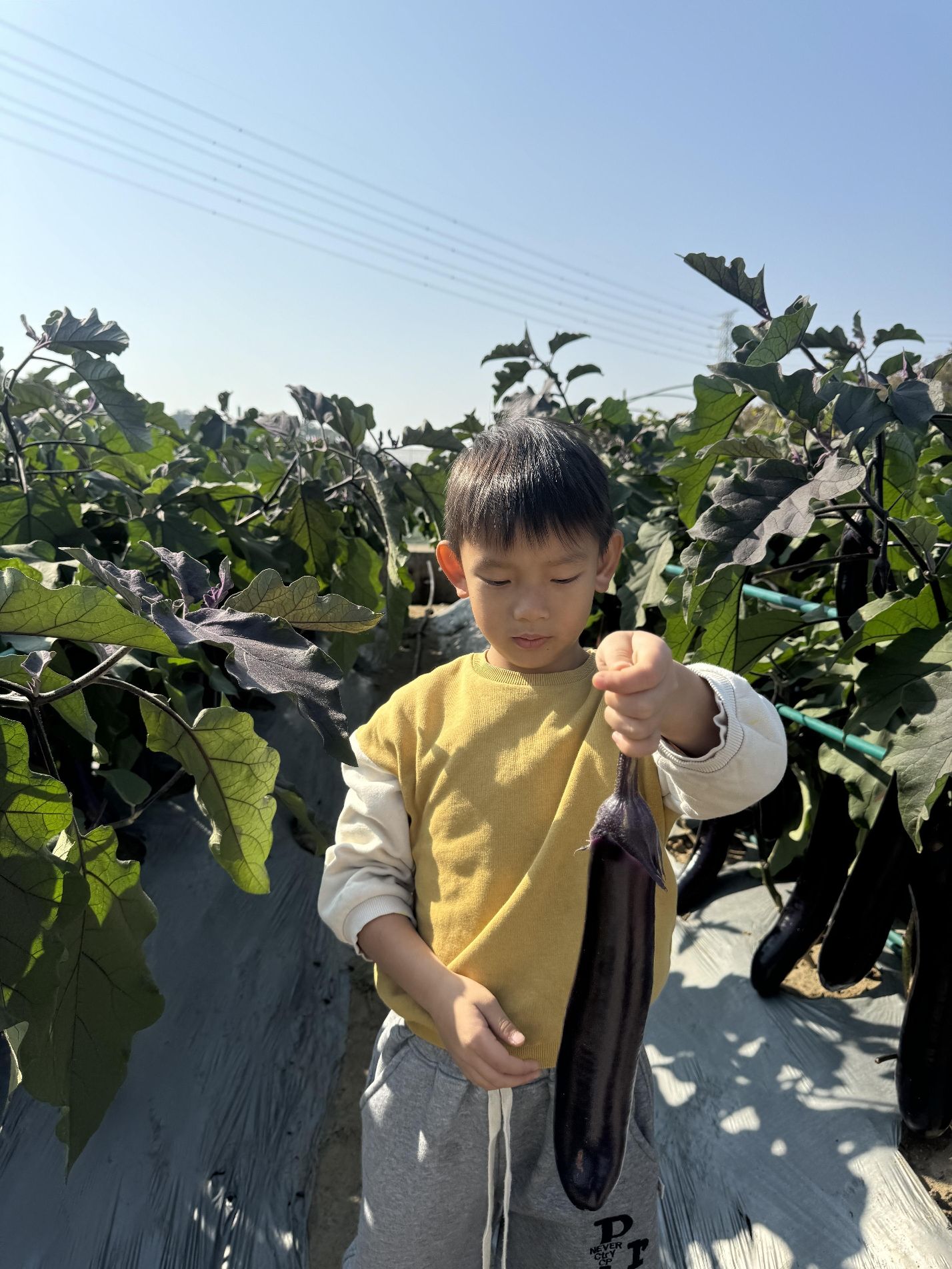 天河智慧农业公园旅行图片 1