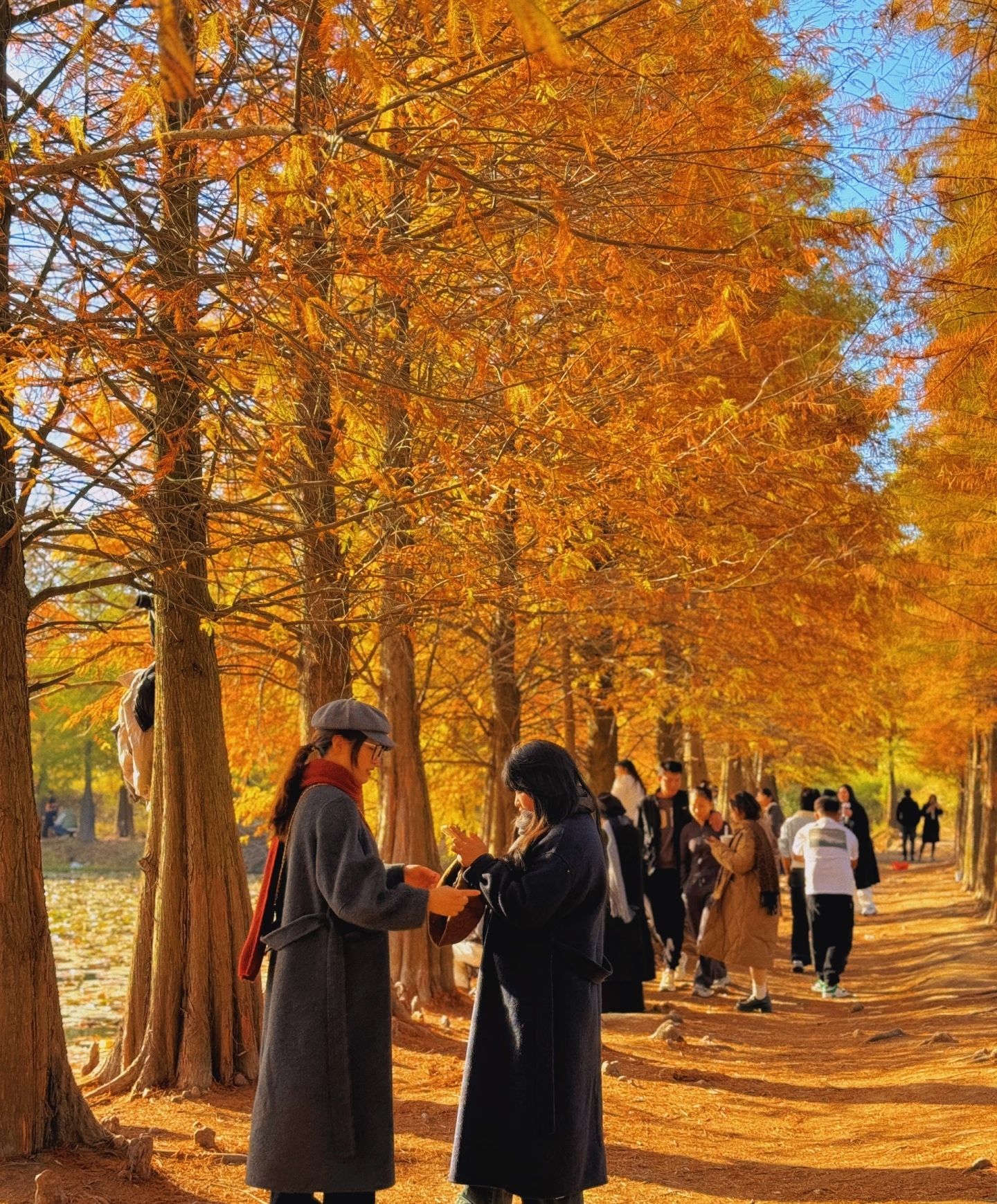大石坎红水杉旅行图片 1
