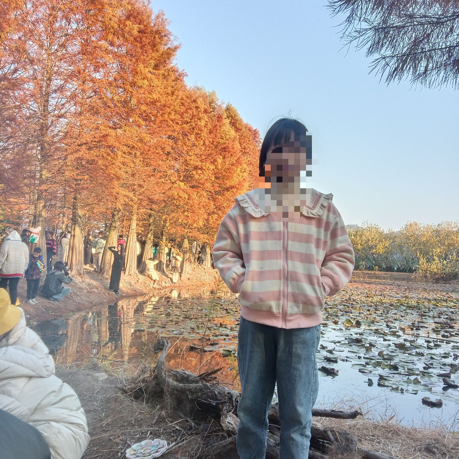 大石坎红水杉旅行图片 1