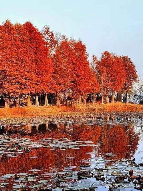 大石坎红水杉旅行图片 1