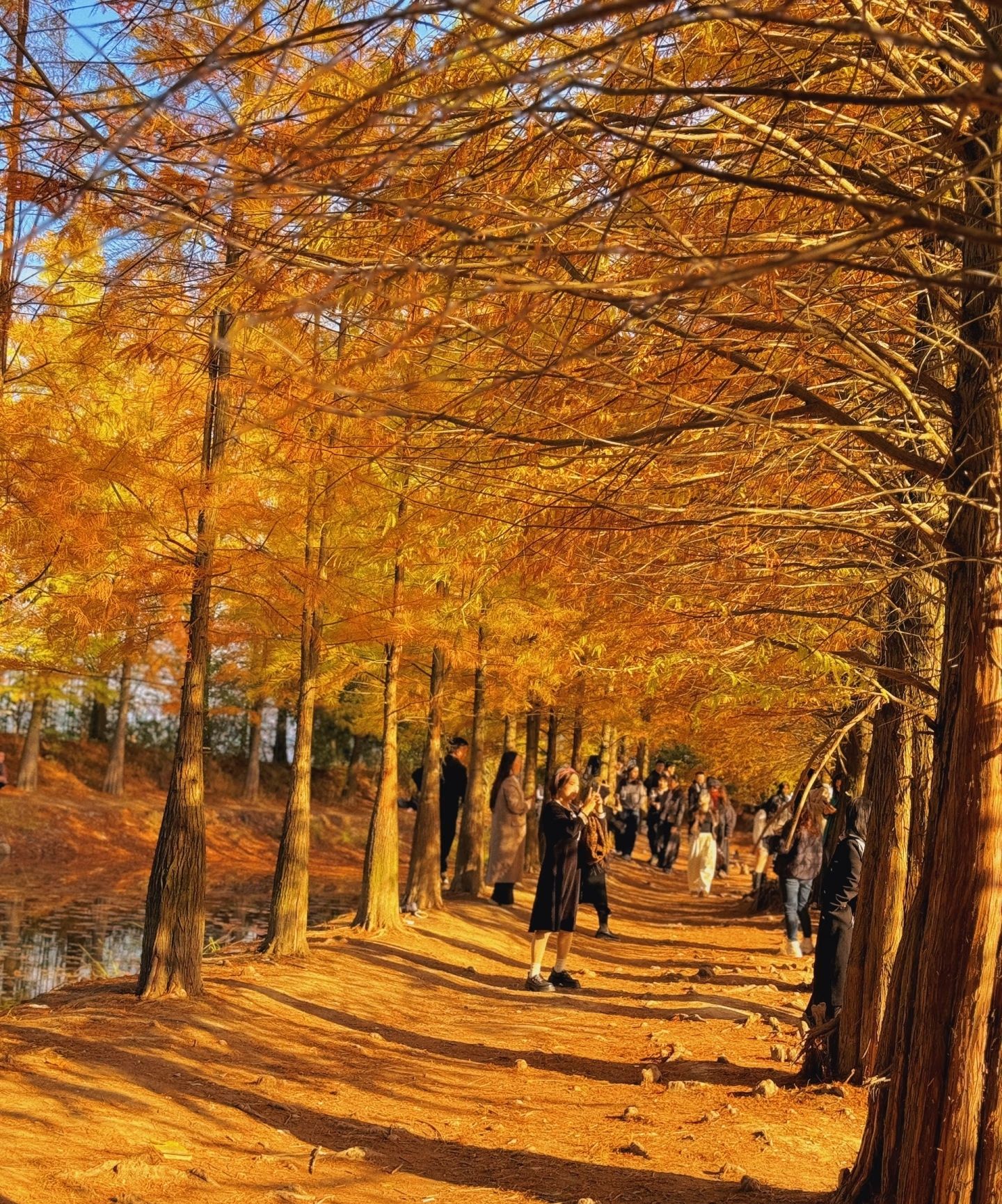 大石坎红水杉旅行图片 3