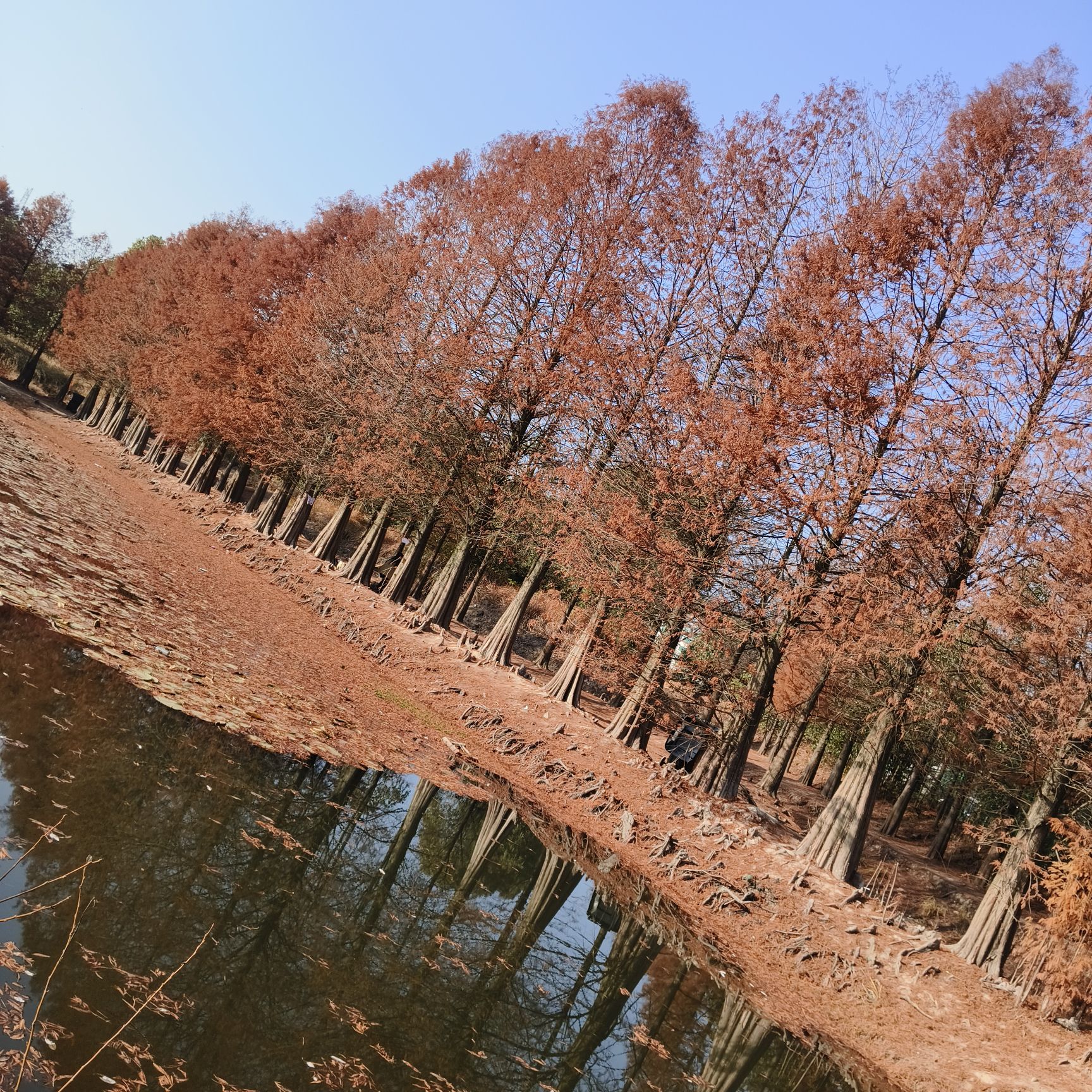 大石坎红水杉旅行图片 2