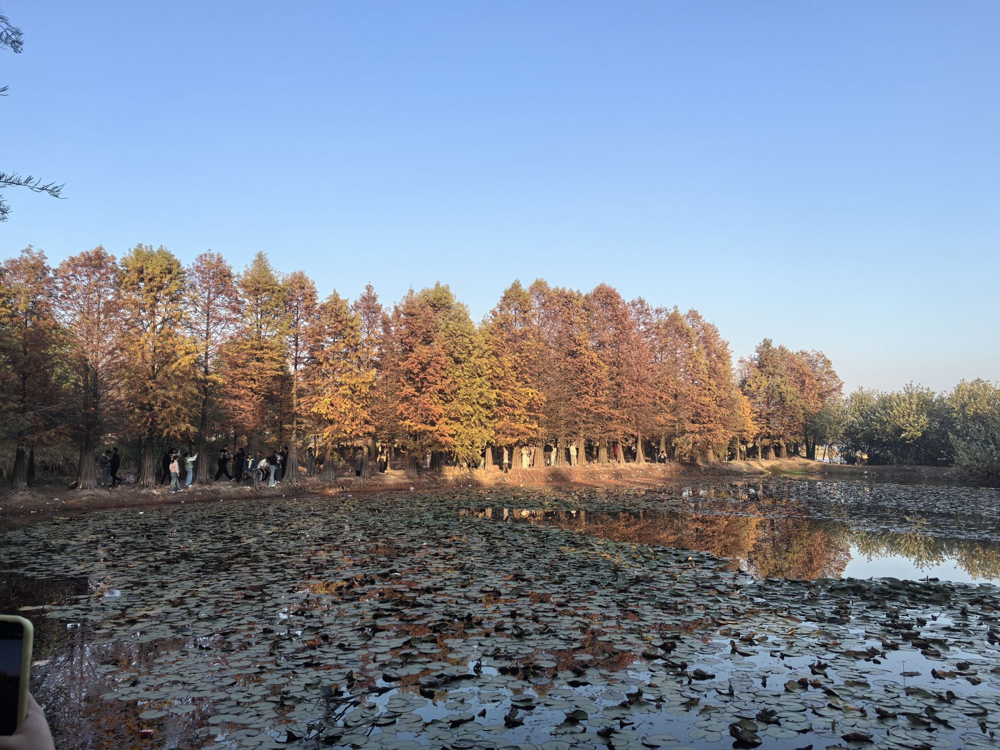 大石坎红水杉旅行图片 2