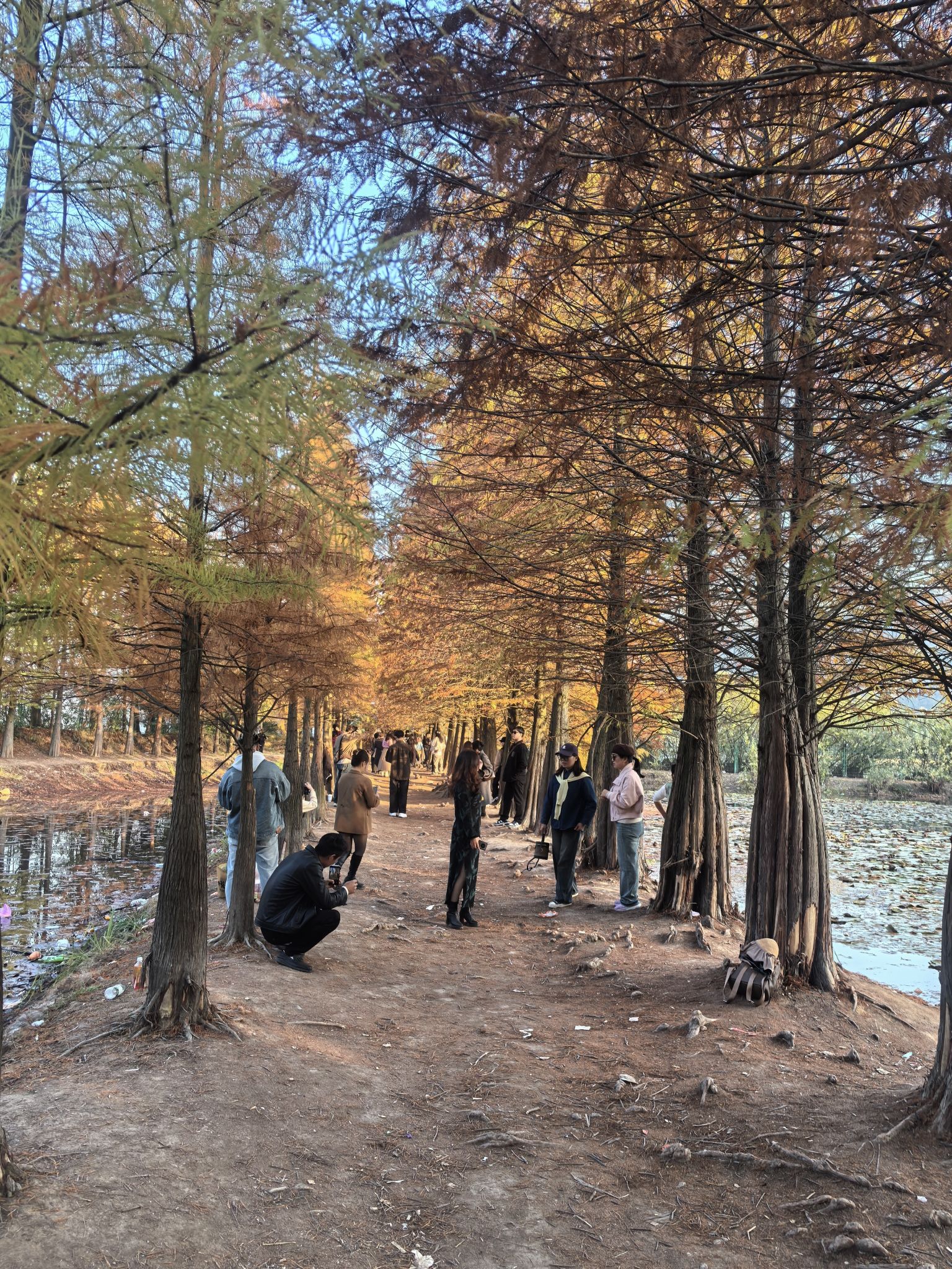大石坎红水杉旅行图片 1