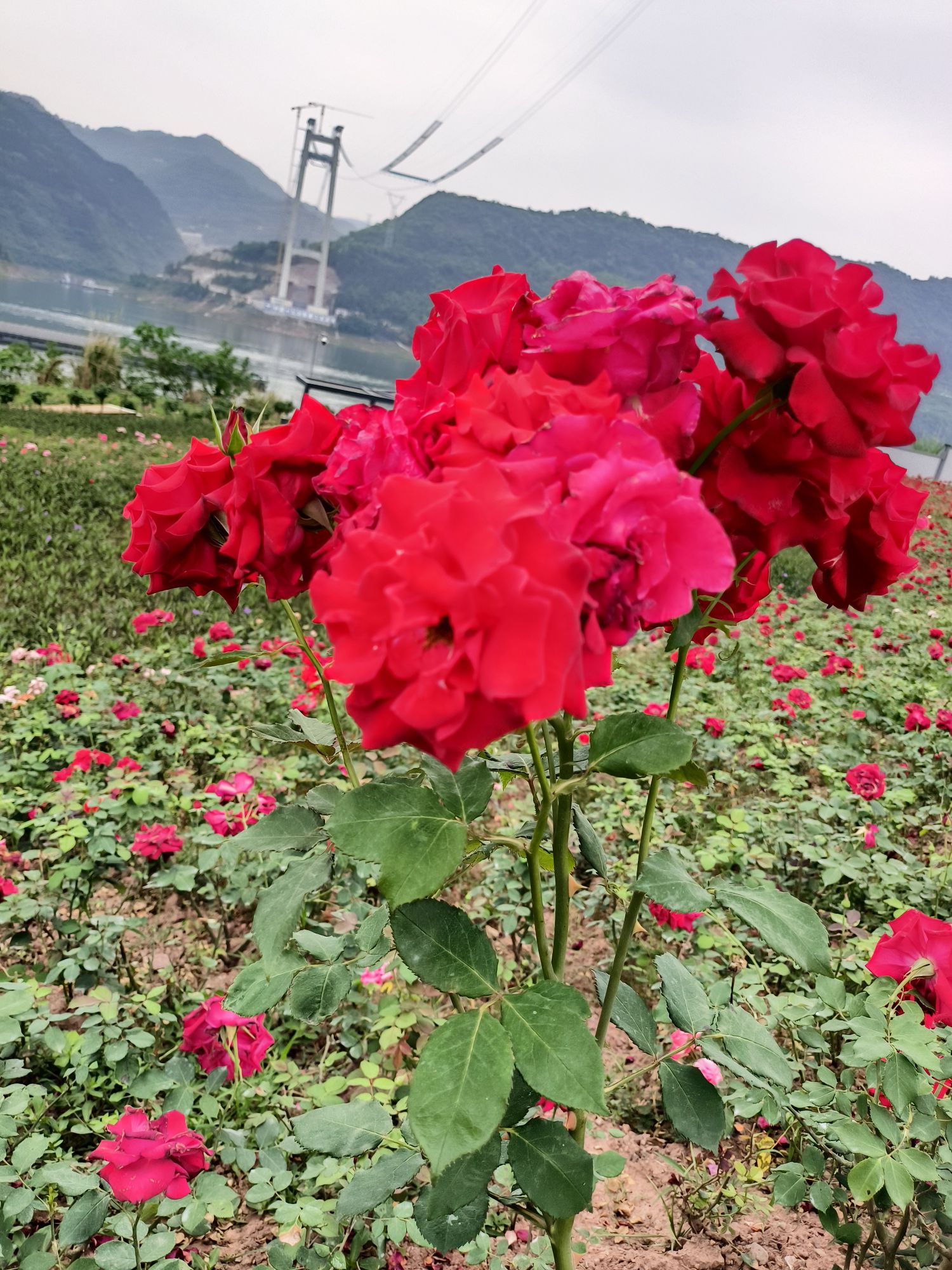 儿童公园旅行图片 3