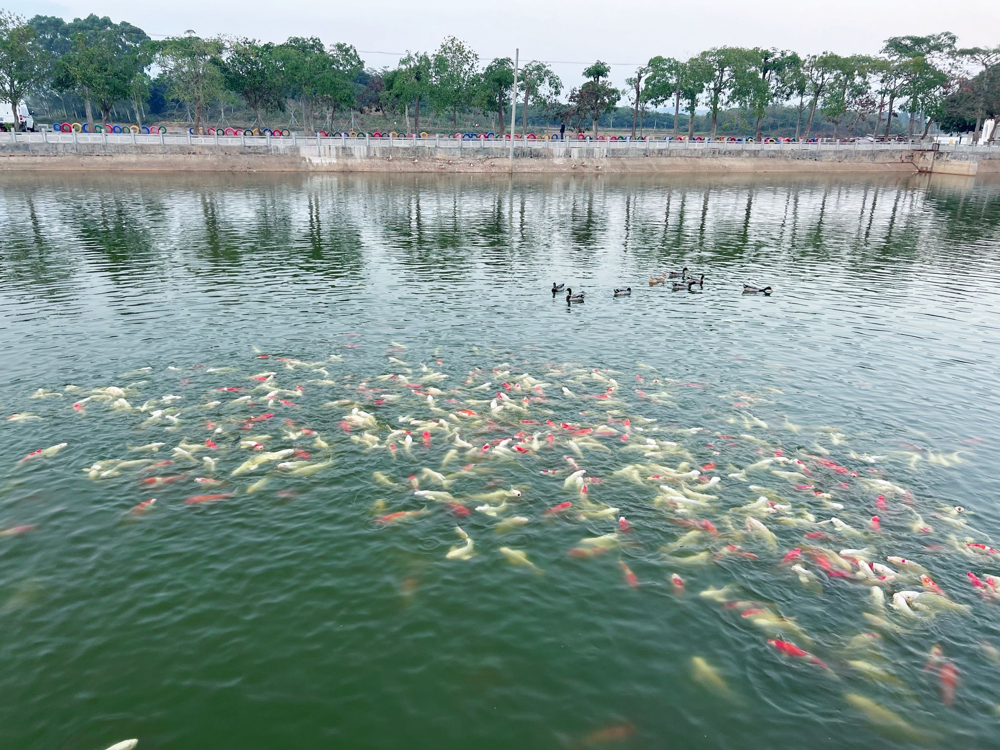 天鹅湖旅游区旅行图片 3