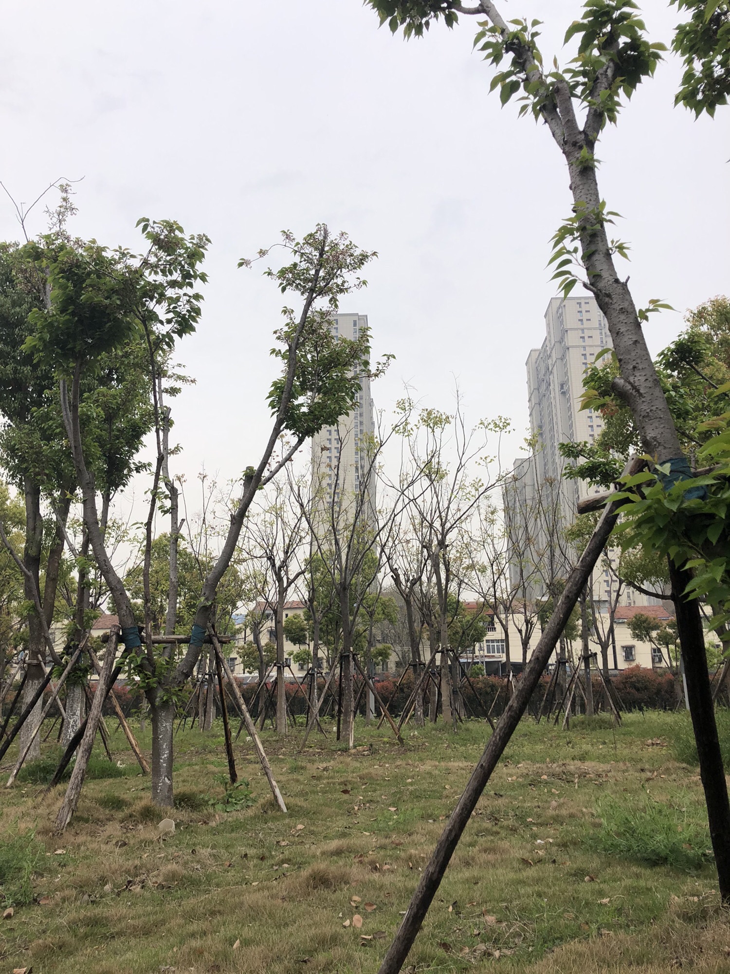 南泥湾公园旅行图片 2