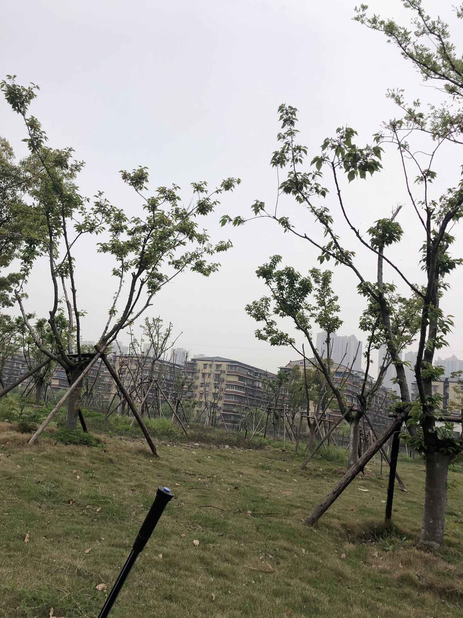 南泥湾公园旅行图片 1