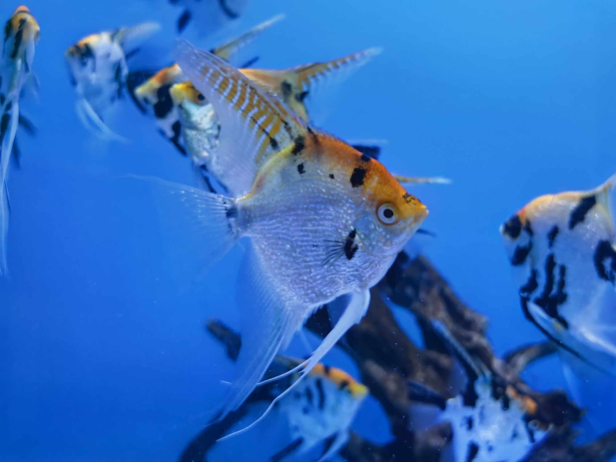 商丘人民公园-水族馆