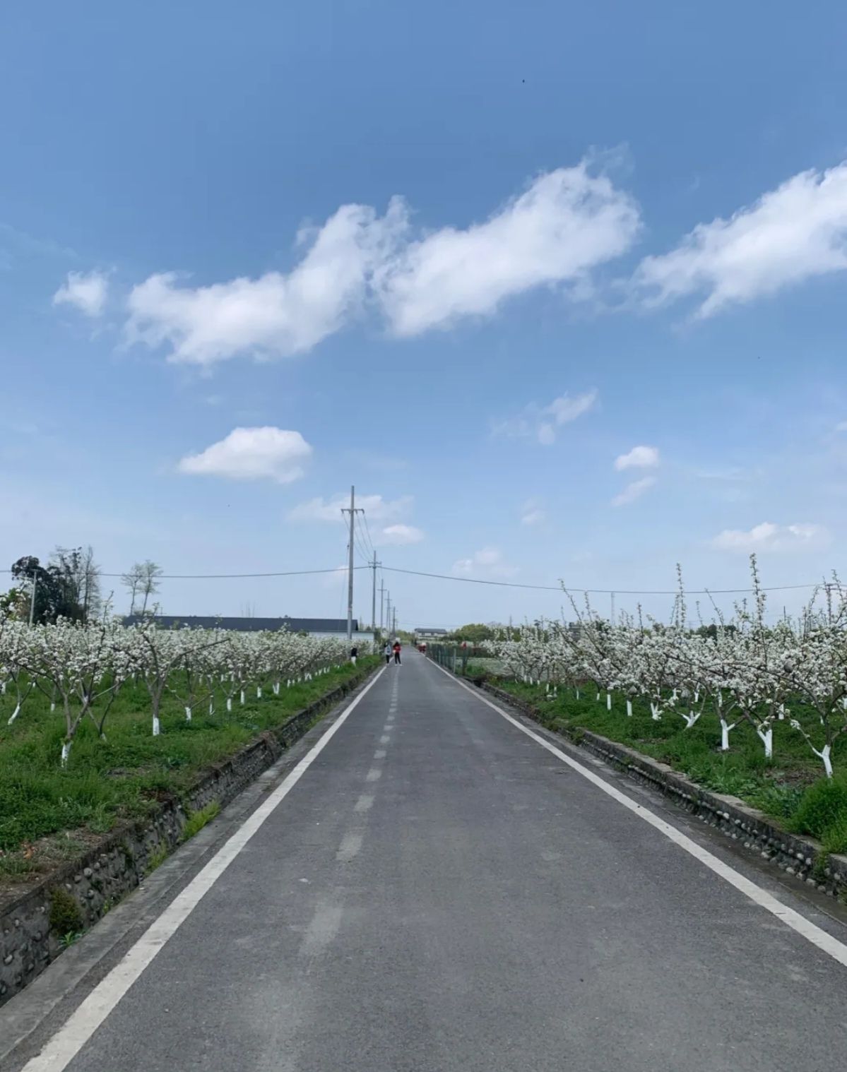 泉映梨花景区旅行图片 3